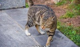 娱乐吃瓜猫咪,揭秘猫咪吃瓜背后的趣味世界